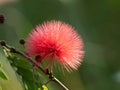 Close up Red Powder Puff Flower Isolated on Background Royalty Free Stock Photo