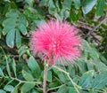 Closeup of a Red Powder Puff flower Royalty Free Stock Photo