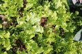 Garden Leaf Lettuce Ready for Picking