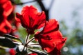 Closeup of red rhododendron blossom in butchart gardens