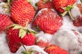 Closeup red ripe strawberry with gray mold or fungus