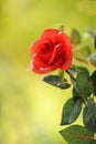 Closeup red rose background Royalty Free Stock Photo