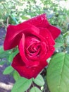 Closeup of red rose in bloom in the garden. Water drops after rain on flower petals Royalty Free Stock Photo