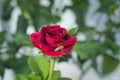 Closeup of red rose and blurry green background Royalty Free Stock Photo