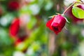 Closeup of a red rose bud symbol of love Royalty Free Stock Photo