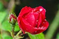 Closeup red rose bud with water drops blurred background Royalty Free Stock Photo