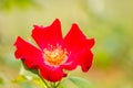 Closeup red rose Royalty Free Stock Photo