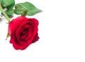 Closeup red rose color on white background, love and romantic co Royalty Free Stock Photo