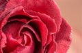 Closeup red rose with drops . Royalty Free Stock Photo