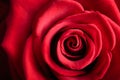 Closeup Red Rose Flower As Love Nature Background