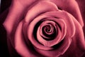 Closeup red rose flower as love nature background Royalty Free Stock Photo