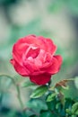 Closeup red rose flower Royalty Free Stock Photo