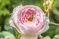 Closeup of red rose flower in a garden with a bee on the flower