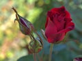 Closeup red rose flower in garden , soft focus and blurred for background Royalty Free Stock Photo