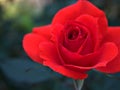 Closeup red rose flower in garden , soft focus and blurred for background Royalty Free Stock Photo