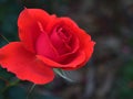 Closeup red rose flower in garden , soft focus and blurred for background Royalty Free Stock Photo