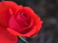 Closeup red rose flower in garden , soft focus and blurred for background Royalty Free Stock Photo