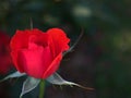 Closeup red rose flower in garden , soft focus and blurred for background Royalty Free Stock Photo