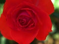 Closeup red rose flower in garden , soft focus and blurred for background Royalty Free Stock Photo