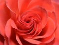 Closeup of Red Rose Flower