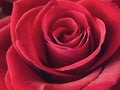 Closeup of red rose flower petals. Natural soft background. Royalty Free Stock Photo