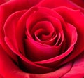 Closeup of red rose flower petals. Natural soft background. Royalty Free Stock Photo