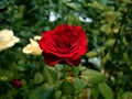 Closeup red rose in garden with blur background Royalty Free Stock Photo