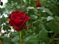 Closeup red rose in garden with blur background Royalty Free Stock Photo