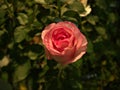 Closeup red rose in garden with blur background Royalty Free Stock Photo