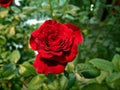 Closeup red rose in garden with blur background Royalty Free Stock Photo