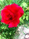 Closeup red rose