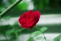 Closeup red rose in green nature Royalty Free Stock Photo