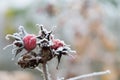 Closeup of red rose hip fruits with ice crystals Royalty Free Stock Photo