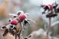 Closeup of red rose hip fruits with ice crystals Royalty Free Stock Photo