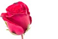 Closeup red rose isolated Royalty Free Stock Photo