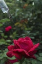 Closeup of red rose and syringe against green garden.Concept of natural beauty injections, cosmetics treatments