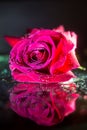 Closeup of a red rose with water drops on the leaves isolated on a black background with water reflection. Royalty Free Stock Photo