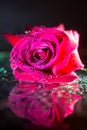 Closeup of a red rose with water drops on the leaves isolated on a black background with water reflection. Royalty Free Stock Photo