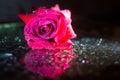 Closeup of a red rose with water drops on the leaves isolated on a black background with water reflection. Royalty Free Stock Photo