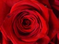 Red Rose closeup background image for valentines Royalty Free Stock Photo