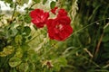 Closeup of red roses in a garden, Mettmann, Germany