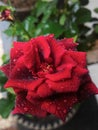 Closeup beautiful fresh red rose or coral color rose with water drops on petals with bokeh background Royalty Free Stock Photo