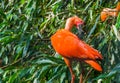 Closeup of a red scarlet ibis in a tree preening its feathers, typical bird behavior, colorful and exotic bird specie from America Royalty Free Stock Photo