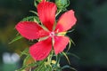Closeup of a red Scarlet rosemallow, Hibiscus coccineus in San Gabriel Park, Texas