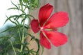 Closeup of a red Scarlet rosemallow, Hibiscus coccineus in San Gabriel Park, Texas