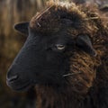 Closeup red sheep with black muzzle Royalty Free Stock Photo