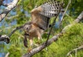 Closeup of a Red Shouldered hawk perched on a tree branch with prey in its beak Royalty Free Stock Photo