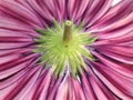 Closeup on a red spanish marguerite  daisy flower underside composite pseudanthium Royalty Free Stock Photo