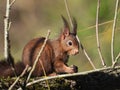 Closeup of a Red squirrel, with fluffy ears, holding a nut, on a tree trunk, on a sunny day Royalty Free Stock Photo