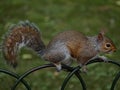 Closeup of a red squirrel perched atop an iron fence post